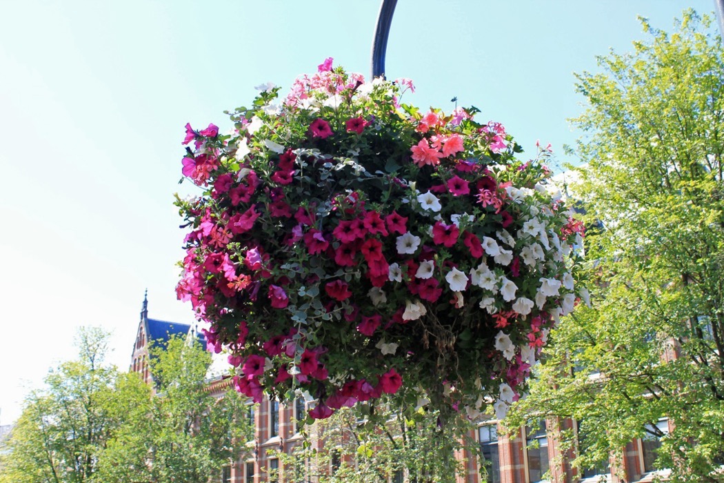Amsterdam Blumen 1